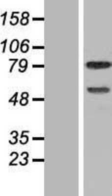 Western Blot: DEF6 Overexpression Lysate (Adult Normal) [NBP2-06481] Left-Empty vector transfected control cell lysate (HEK293 cell lysate); Right -Over-expression Lysate for DEF6.