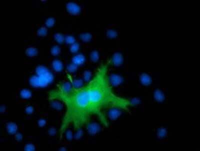 Immunocytochemistry/Immunofluorescence: DEF8 Antibody (4B6) [NBP2-00574] Staining of COS7 cells transiently transfected by pCMV6-ENTRY DEF8.