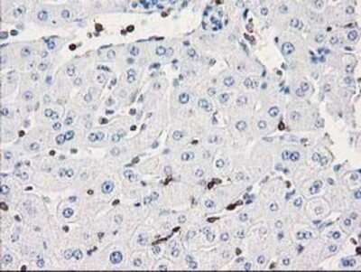 Immunohistochemistry-Paraffin: DEF8 Antibody (4B6) [NBP2-00574] - Staining of paraffin-embedded Human liver tissue using anti-DEF8 mouse monoclonal antibody.