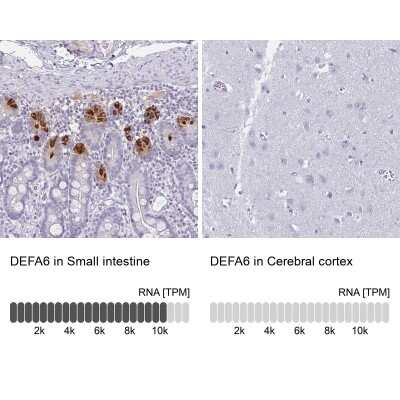 Immunohistochemistry-Paraffin: DEFA6 Antibody [NBP1-84281] - Analysis in human small intestine and cerebral cortex tissues using NBP1-84281 antibody. Corresponding DEFA6 RNA-seq data are presented for the same tissues.