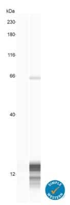 Simple Western: DEFA6 Antibody [NBP1-84281] - Western lane view shows lysates of Ileum stem cells day 9 differentiated and day 12 differentiated, loaded at 0.2 mg/mL. A specific band was detected for DEFA6 at approximately 15 kDa (as indicated) using 4 ug/mL of Rabbit Anti-DEFA6 Polyclonal Antibody (Catalog # NBP1-84281). This experiment was conducted under reducing conditions and using the 12-230 kDa separation system.
