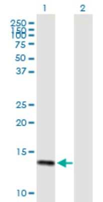 Western Blot DEFA6 Antibody - Azide and BSA Free