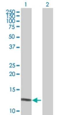 Western Blot: DEFA6 Antibody [H00001671-D01P] - Analysis of DEFA6 expression in transfected 293T cell line by DEFA6 polyclonal antibody.Lane 1: DEFA6 transfected lysate(11.00 KDa).Lane 2: Non-transfected lysate.