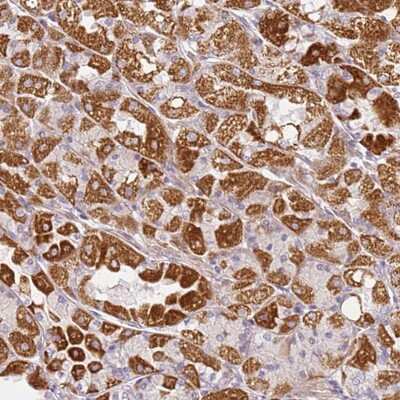 Immunohistochemistry-Paraffin DEFB116 Antibody - BSA Free