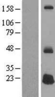 Western Blot: DEFB125 Overexpression Lysate (Adult Normal) [NBP2-05252] Left-Empty vector transfected control cell lysate (HEK293 cell lysate); Right -Over-expression Lysate for DEFB125.