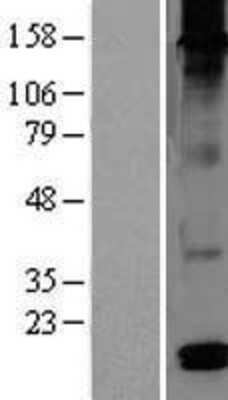 Western Blot DEFB126 Overexpression Lysate