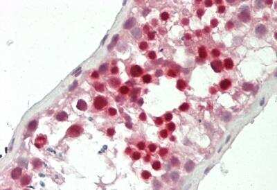 Immunohistochemistry-Paraffin: DEFB129 Antibody [NBP2-82832] - Rabbit Anti-DEFB129 antibody. Formalin Fixed Paraffin Embedded Tissue: Human Testis. Primary antibody Concentration: 1:100. Secondary Antibody: Donkey anti-Rabbit-Cy3. Secondary Antibody Concentration: 1:200. Magnification: 20x. Exposure Time: 0.5-2.0sec