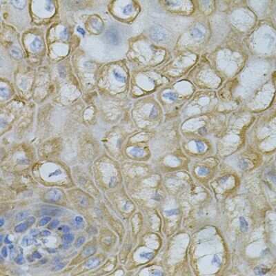 Immunohistochemistry-Paraffin DEFB132 Antibody - BSA Free