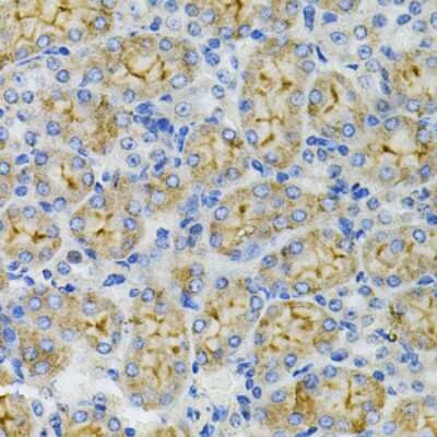 Immunohistochemistry-Paraffin DEFB132 Antibody - BSA Free