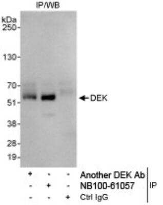 Immunoprecipitation: DEK Antibody [NB100-61057] - Whole cell lysate (1 mg for IP, 20% of IP loaded) from HeLa cells.  Affinity purified rabbit anti-DEK antibody NB100-61057 used for IP at 3 mcg/mg lysate.  For blotting immunoprecipitated DEK, rabbit anti-DEK antibody was used at 1 mcg/ml.