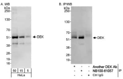 Western Blot: DEK Antibody [NB100-61058] - Detection of Human DEK on HeLa whole cell lystate using NB100-61058. DEK was immunoprecipitated by another rabbit anti-DEK antibodies and NB100-61057.