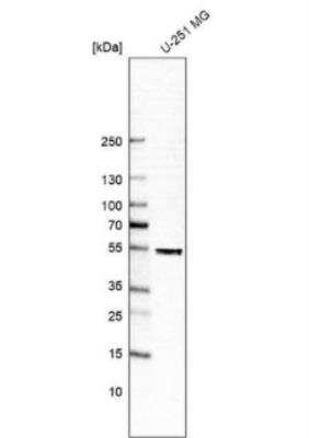 Western Blot: DEK Antibody [NBP2-38834] - Analysis in human cell line U-251 MG.