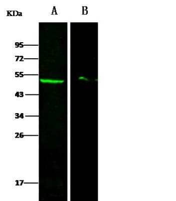 Western Blot: DEK Antibody [NBP2-98888] - Lane A: HeLa Whole Cell LysateLane B: K562 Whole Cell LysateLysates/proteins at 30 ug per lane.SecondaryGoat Anti- Rabbit IgG H&L (Dylight 800) at 1/10000 dilution.Developed using the Odyssey technique.Performed under reducing conditions.Predicted band size:43 kDaObserved band size:50 kDa