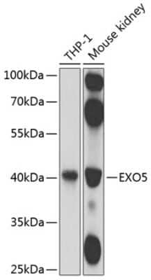 Western Blot: DEM1 Antibody [NBP2-92552] - Analysis of extracts of various cell lines, using DEM1 .Exposure time: 1s.