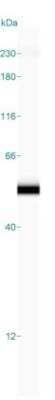 Simple Western DENN/MADD Domain Containing 2D Antibody - BSA Free