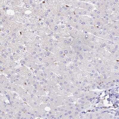 Immunohistochemistry-Paraffin: DENND1C Antibody [NBP1-94051] - Staining of human liver shows low expression as expected.