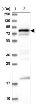 Western Blot: DENND1C Antibody [NBP1-94052] - Lane 1: Marker  [kDa] 250, 130, 95, 72, 55, 36, 28, 17, 10.  Lane 2: Human cell line RT-4