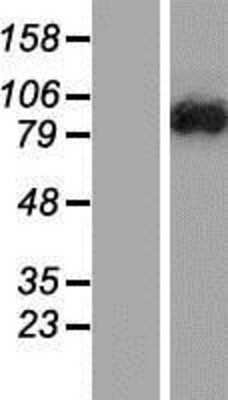 Western Blot: DENND1C Overexpression Lysate (Adult Normal) [NBP2-06269] Left-Empty vector transfected control cell lysate (HEK293 cell lysate); Right -Over-expression Lysate for DENND1C.