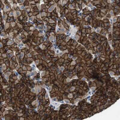 Immunohistochemistry-Paraffin DENND4C Antibody - BSA Free