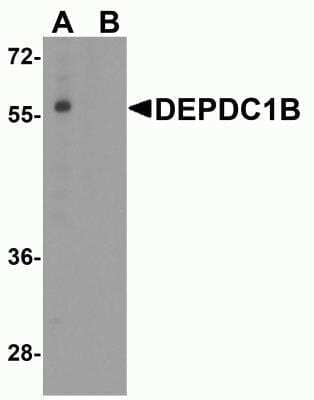 Western Blot DEPDC1B Antibody - BSA Free