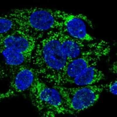 Immunocytochemistry/Immunofluorescence: DEPP1 Antibody [NBP3-17581] - Staining of human cell line Hep G2 shows localization to mitochondria.