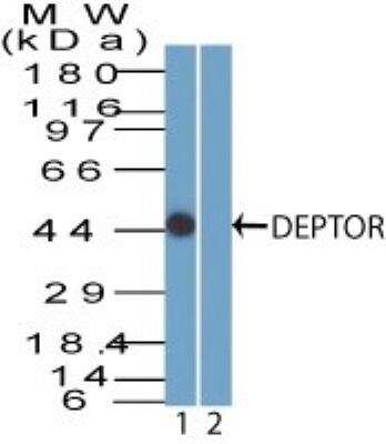 Western Blot: DEPTOR/DEPDC6 Antibody [NBP2-27209] - Analysis of DEPTOR. MCF7 lysate in the (1) absence and (2) presence of immunizing peptide probed with 4 ug/ml of DEPTOR antibody. Goat anti-rabbit Ig HRP secondary antibody and PicoTect ECL substrate solution were used for this test.
