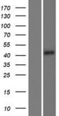 Western Blot: DERP13 Overexpression Lysate (Native) [NBP2-06296] - DERP13 Overexpression Lysate (Native) Left-Empty vector transfected control cell lysate (HEK293 cell lysate); Right -Over-expression Lysate for C7orf10.