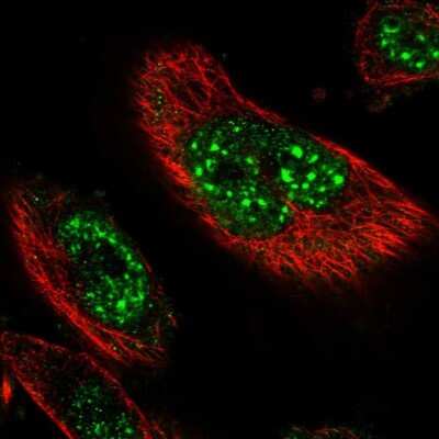 Immunocytochemistry/Immunofluorescence: DEXI Antibody [NBP1-81015] - Staining of human cell line U-251 MG shows localization to nuclear speckles. Antibody staining is shown in green.