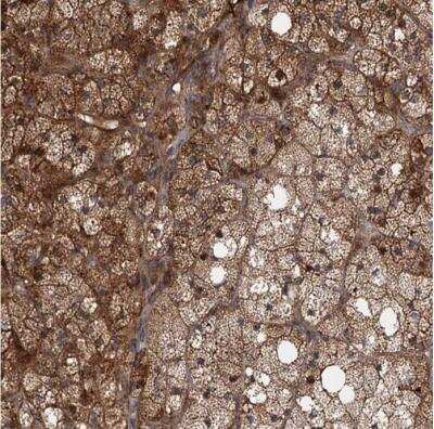 Immunohistochemistry-Paraffin: DEXI Antibody [NBP1-81015] - Staining of human adrenal gland shows moderate to strong cytoplasmic positivity in glandular cells.
