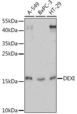 Western Blot DEXI Antibody - Azide and BSA Free