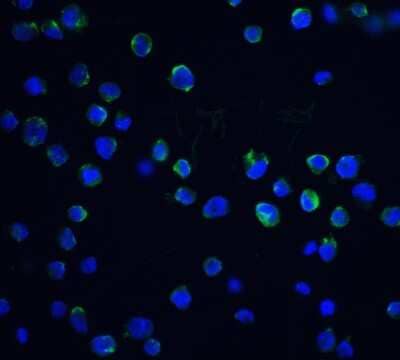 Immunocytochemistry/Immunofluorescence: DFF40/CAD Antibody [NBP1-76948] - Staining of DFF40 in K562 cells with DFF40 antibody at 20 ug/ml.