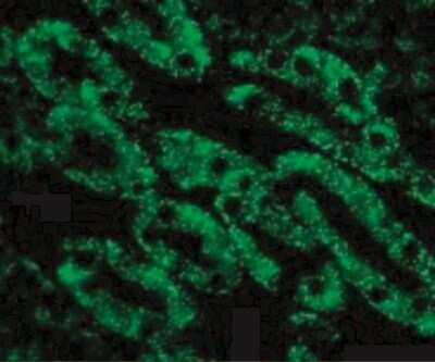 Immunocytochemistry/Immunofluorescence: DFF40/CAD Antibody [NBP1-77009] - Immunofluorescence of CAD in Mouse Kidney cells with CAD antibody at 10 ug/mL.