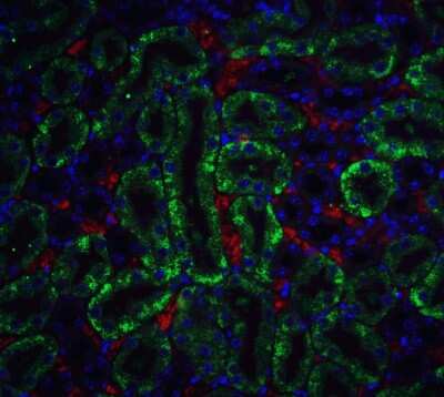 Immunocytochemistry/Immunofluorescence: DFF40/CAD Antibody [NBP1-77009] - Staining of CAD in mouse kidney tissue with CAD antibody at 5 ug/ml.