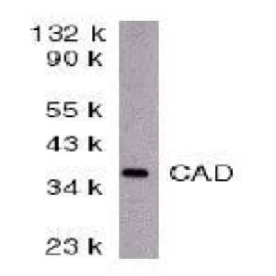 Western Blot: DFF40/CAD Antibody [NBP1-77009] - Analysis of 50 ug of murine lung tissue lysate with anti-CAD (I17) at 1:500 dilution.