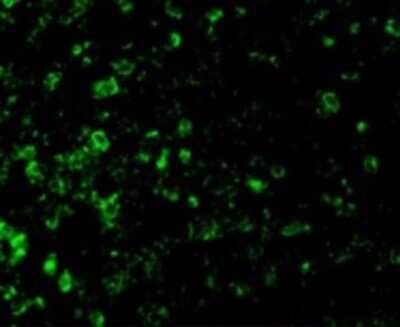 Immunocytochemistry/Immunofluorescence: DFF45/ICAD Antibody [NBP1-77010] - Mouse Lung cells.