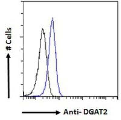 Flow Cytometry: DGAT2 Antibody [NB100-57851] - Analysis of paraformaldehyde fixed HeLa cells (blue line), permeabilized with 0.5% Triton. Primary incubation 1hr (10 ug/mL) followed by Alexa Fluor 488 secondary antibody (1 ug/mL). IgG control: Unimmunized goat IgG (black line) followed by Alexa Fluor 488 secondary antibody.