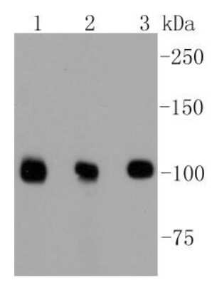 Western Blot: DGCR8 Antibody (ST04-79) [NBP2-67506] - Analysis of DGCR8 on different lysates using anti-DGCR8 antibody at 1/1,000 dilution. Positive control: Lane 1: Hela Lane 2: PC12 Lane 3: NIH/3T3