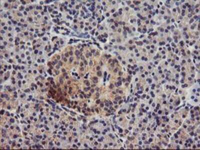 Immunohistochemistry: DGK-alpha Antibody (OTI4A11) - Azide and BSA Free [NBP2-70547] - Staining of paraffin-embedded Human pancreas tissue using anti-DGKA mouse monoclonal antibody.