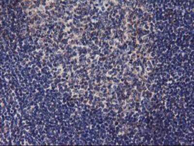 Immunohistochemistry: DGK-alpha Antibody (OTI4A11) - Azide and BSA Free [NBP2-70547] - Staining of paraffin-embedded Human tonsil using anti-DGKA mouse monoclonal antibody.