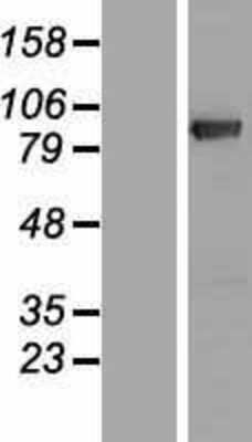 Western Blot: DGKG Overexpression Lysate (Adult Normal) [NBP2-08408] Left-Empty vector transfected control cell lysate (HEK293 cell lysate); Right -Over-expression Lysate for DGKG.