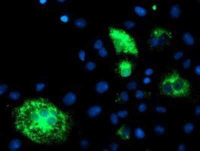 Flow Cytometry: DHFRL1 Antibody (OTI1E2) - Azide and BSA Free [NBP2-72459] - Staining of COS7 cells transiently transfected by pCMV6-ENTRY DHFRL1.