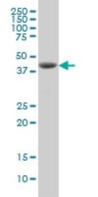 Western Blot: DHODH Antibody (6E1) [H00001723-M01] - DHODH monoclonal antibody (M01), clone 6E1 Analysis of DHODH expression in MCF-7.