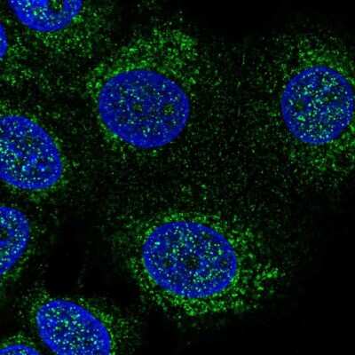 Immunocytochemistry/Immunofluorescence: DHODH Antibody [NBP1-86110] - Immunofluorescent staining of human cell line MCF7 shows localization to nucleoplasm & mitochondria.