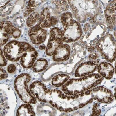 Immunohistochemistry-Paraffin: DHODH Antibody [NBP1-86097] - Staining of human kidney shows strong cytoplasmic positivity in granular pattern in tubule cells.