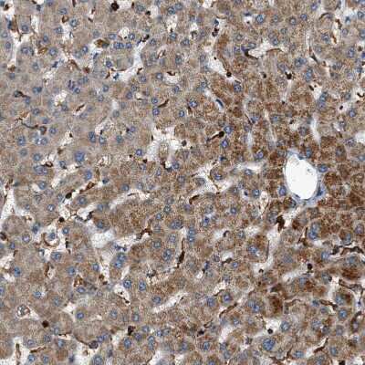 Immunohistochemistry-Paraffin: DHODH Antibody [NBP1-86110] - Staining of human liver shows moderate cytoplasmic positivity in hepatocytes.