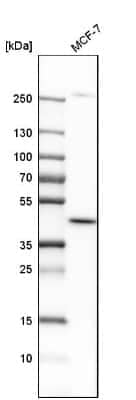 Western Blot: DHODH Antibody [NBP1-86097] - Analysis in human cell line MCF-7.