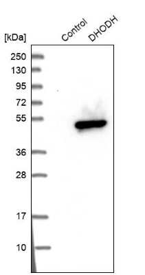 Western Blot: DHODH Antibody [NBP1-86110] - Analysis in control (vector only transfected HEK293T lysate) and DHODH over-expression lysate (Co-expressed with a C-terminal myc-DDK tag (3.1 kDa) in mammalian HEK293T cells).