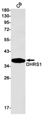 Western Blot: DHRS1 Antibody (S01-9E4) [NBP3-19620] - Western blot detection of DHRS1 in C6 cell lysates using NBP3-19620 (1:1000 diluted). Predicted band size: 34kDa. Observed band size: 34kDa.