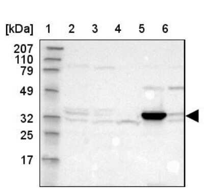 Western Blot DHRS1 Antibody - BSA Free