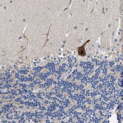 Immunohistochemistry-Paraffin: DHRS13 Antibody [NBP1-81163] - Staining of human cerebellum shows strong nuclear and cytoplasmic positivity in purkinje cells.